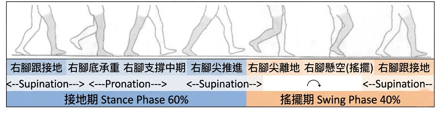 走路時腳掌行進間與地面接觸的足底部位變化示意圖