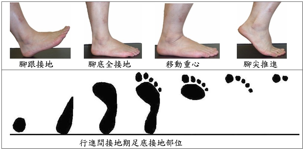 正常走路姿勢分解圖：從腳跟接地、腳底全接地到腳尖推進的正確步行步驟