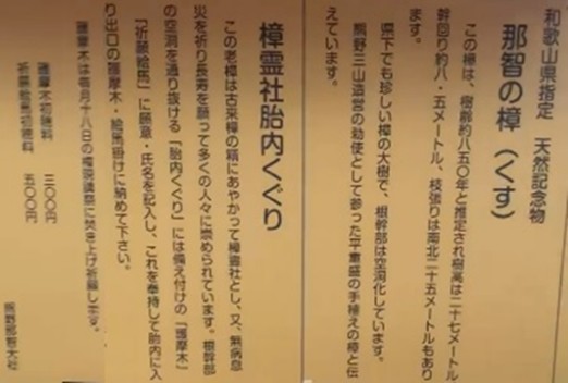 和歌山縣指定天然紀念物那智之樟與胎內巡禮日文說明牌