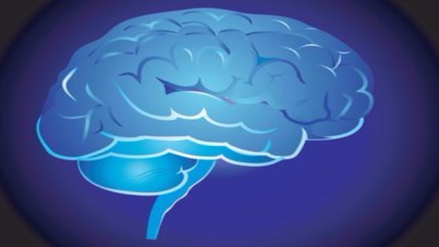 人類大腦構造插圖,象徵銀髮族平衡訓練結合認知功能的雙重任務訓練